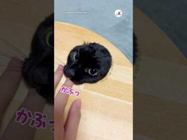 かぷっの瞬間がかわいい｜PECO