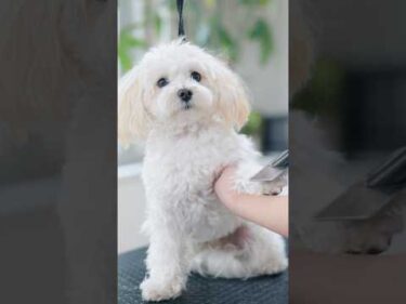【動画全編は⬆️】お耳バッサリで大変身するマルプー！