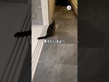 自動掃除機の音で飼い主さんの帰宅に気づかず…｜PECO
