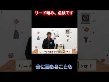 そのクセ…命に関わるかもしれません【犬のしつけ】
