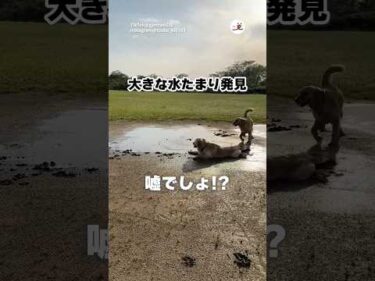 楽しいとこを見つけたゴルさんたち｜PECO