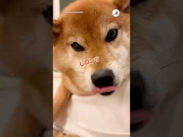 喋りながらレロンッを連発する柴犬｜PECO