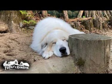 秘密基地前で心地よい初夏のお昼寝を満喫するアランです　Great Pyrenees　グレートピレニーズ