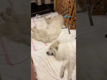 Alain Lily #greatpyrenees #todaysrunrun #グレートピレニーズ #今日のルンルン