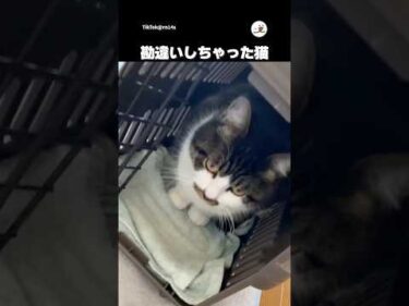 キャリー出したら実家に遊び行けると思ってる｜PECO