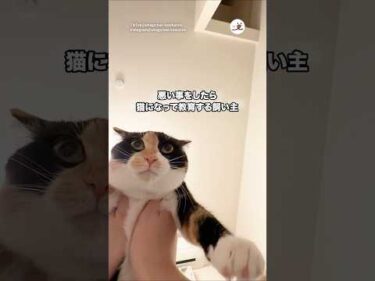 猫になって教育する飼い主｜PECO