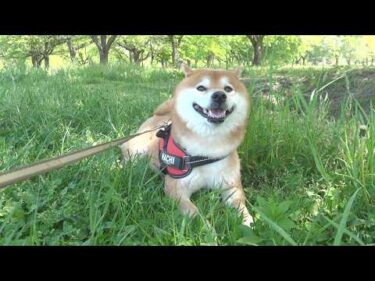 生まれて初めて男ふたり旅をしたら柴犬が動かなくなりました