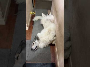 Belle ベル #greatpyrenees #todaysrunrun #グレートピレニーズ #今日のルンルン