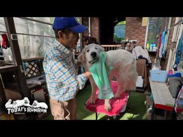 ブラッシングの順番をちゃんと分かっているベルとリリーです　Great Pyrenees　グレートピレニーズ