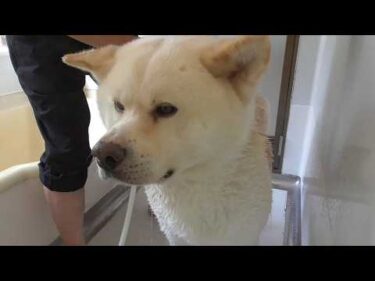 【秋田犬ゆうき】今週から夏日が登場するらしいので久々のシャンプーをしてすっきりしておきました【akita dog】