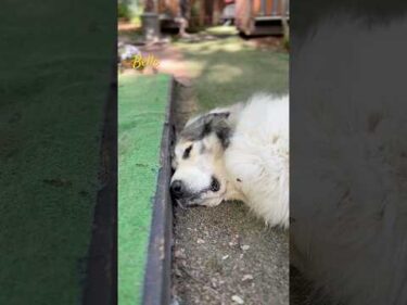 Belle ベル #greatpyrenees #todaysrunrun #グレートピレニーズ #今日のルンルン