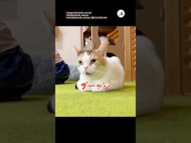 怒るとブタ鼻になっちゃう猫｜PECO