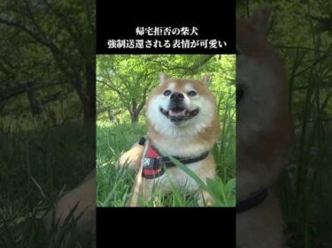 柴犬は帰宅拒否⁉️不本意ながら強制送還されるも表情が可愛い #shibainu #拒否犬 #犬のいる暮らし