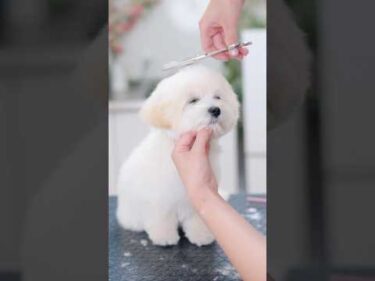 はじめてのトリミングで寝てしまう子犬😪