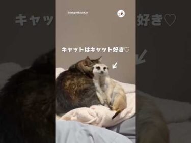 キャットとキャットの距離感｜PECO
