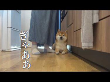 唐突に聞こえる悲鳴‥柴犬の親分が動きました。