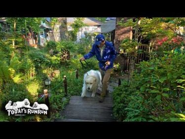 気が済むまで行かないふりをしないと散歩に出発しないアランです　Great Pyrenees　グレートピレニーズ