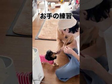 お手の練習に嫉妬する犬｜PECO