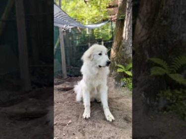 Lily リリー #greatpyrenees #todaysrunrun #グレートピレニーズ #今日のルンルン