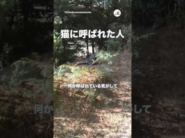 ベンチへ誘う地域猫｜PECO