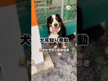 ドッグランで走らない愛犬｜PECO