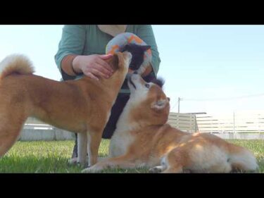 子猫が庭デビューした瞬間、優しい現象が起きました。。