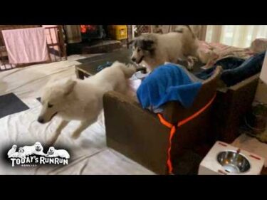 超大型犬の自覚ゼロで家の中で走りまくるベルとリリーです　Great Pyrenees　グレートピレニーズ