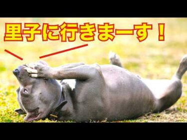 【ピットブル】とっつぁん連休明けに里子に出ます！