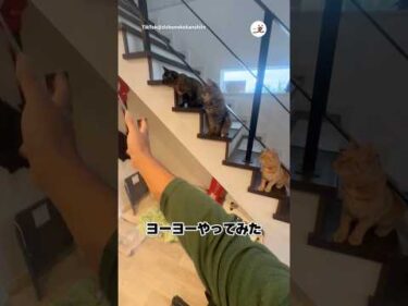 猫の前でヨーヨーやってみたら｜PECO