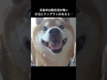 柴犬は怖い⁉️熊に遭遇したくないので… #shibainu #青森市 #犬のいる暮らし