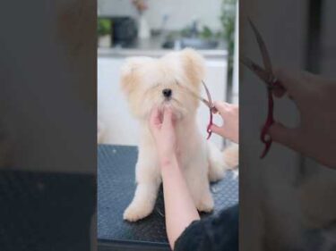 モッサモサな子犬の前髪をカットしたら・・・