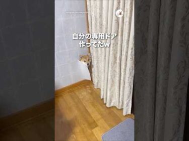 自分の専用ドア作ってたw｜PECO