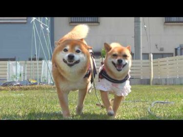 パパを置いて旅に出た柴犬、最後に泣けました。。