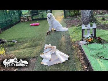 クッションにテーブルクロス…イタズラ絶好調のリリーです　Great Pyrenees　グレートピレニーズ