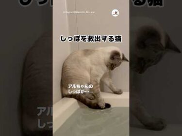しっぽが浸かってしまった｜PECO