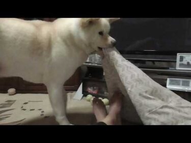 【秋田犬ゆうき】突然の地震にとりあえずはコレと自分の大事なモノをまとめて揺れが収まるまで待つ【akita dog】