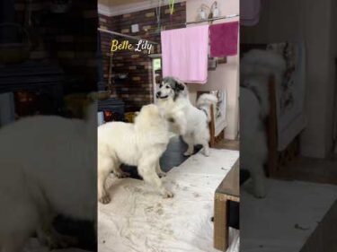 Belle Lily #greatpyrenees #todaysrunrun #グレートピレニーズ #今日のルンルン