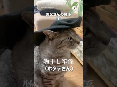 物干し竿係になる猫さん｜PECO