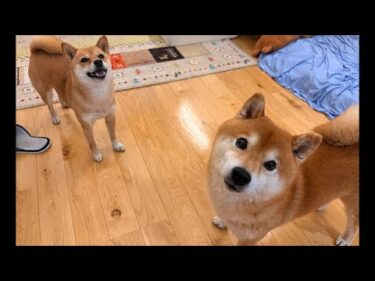 柴犬ハチとママは、皆さんに色々聞きたい事があるようです