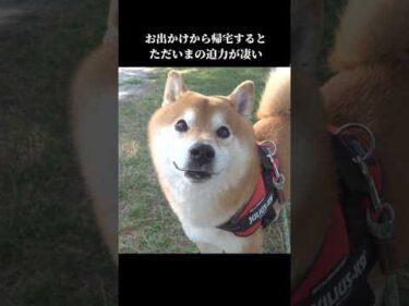 柴犬は家に帰宅すると全力ただいまをして… #shibainu #犬のいる暮らし #可愛い