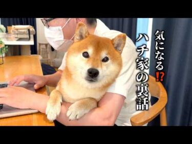 ハチ家の裏話し暴露します