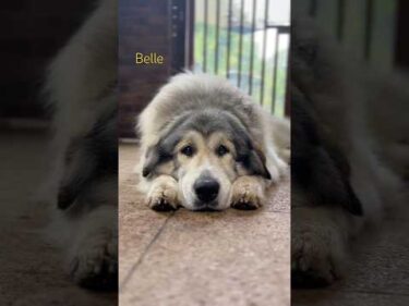 Belle ベル #greatpyrenees #todaysrunrun #グレートピレニーズ #今日のルンルン