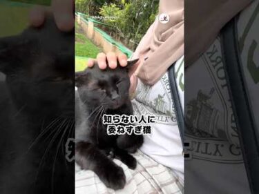 ふにゃふにゃ猫さん｜PECO
