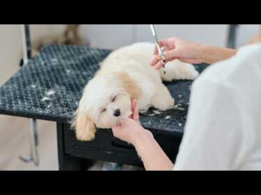 ASMR ✂️ ぐっすり眠ってしまう子犬の初めてのトリミング（ハサミ、シャンプー、ブラッシング）