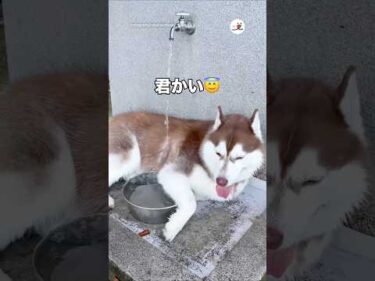 ドッグランで水独占している犬がいるって聞いたら…｜PECO