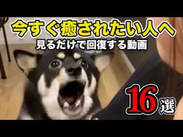 【16連発！】編集部おすすめ動画🔥｜PECO