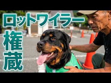 【ロットワイラー】権蔵を探せ！ VOL.01