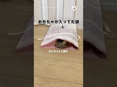 みこちゃん、拗ねちゃった😅｜PECO