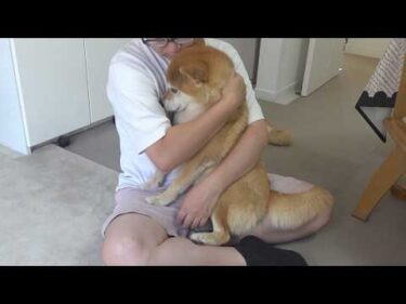 柴犬妹がいない日、ハチの様子が変わりました