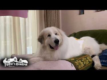 外が暑いので…家の中で退屈そうにダラダラするアランとベルとリリーです　Great Pyrenees　グレートピレニーズ